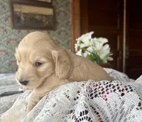 Chico, a male Miniature Dachshund for sale in Morton, IL – Photo 2 of 6