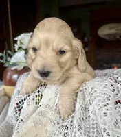 Chico, a male Miniature Dachshund for sale in Morton, IL – Photo 3 of 6