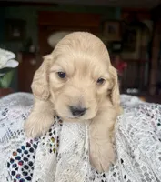 Chico, a male Miniature Dachshund for sale in Morton, IL – Photo 5 of 6