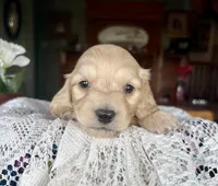 Chico, a male Miniature Dachshund for sale in Morton, IL – Photo 4 of 6