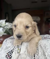 Chico, a male Miniature Dachshund for sale in Morton, IL – Photo 1 of 6