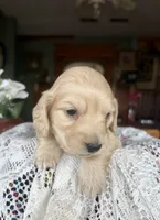 Chico, a male Miniature Dachshund for sale in Morton, IL – Photo 6 of 6