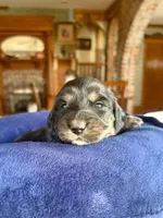 Fernanda, a female Miniature Dachshund for sale in Morton, IL – 7 of 7