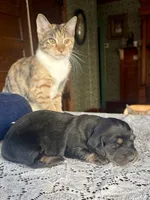 Fernanda, a female Miniature Dachshund for sale in Morton, IL – 4 of 7