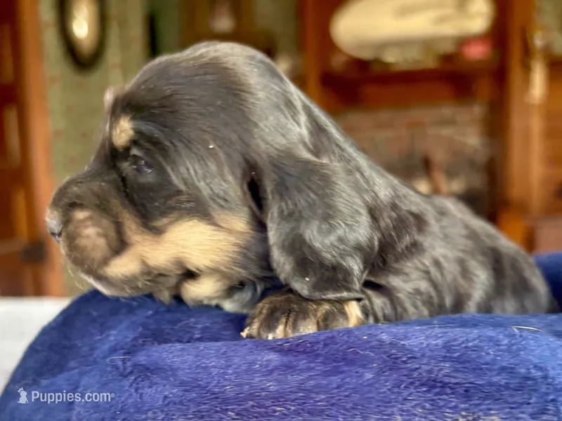 Fernanda, a female Miniature Dachshund for sale in Morton, IL – 1 of 7
