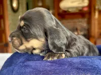 Fernanda, a female Miniature Dachshund for sale in Morton, IL – 1 of 7