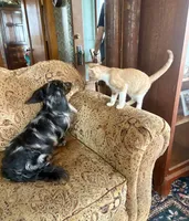 Wolfegang, a male Miniature Dachshund for sale in Morton, IL – 8 of 8