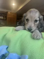 Ashley boy, a male Miniature Dachshund for sale in Morton, IL – 2 of 5