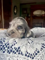 Franklin, a male Miniature Dachshund for sale in Morton, IL – 5 of 6