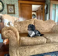 Wolfegang, a male Miniature Dachshund for sale in Morton, IL – 5 of 8