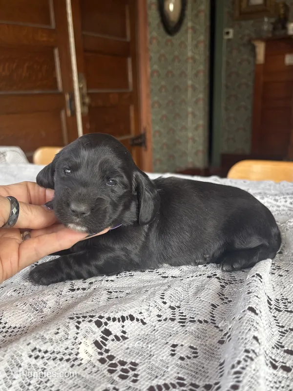 Fresca, a female Miniature Dachshund for sale in Morton, IL – 1 of 6