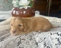 Chica, a female Miniature Dachshund for sale in Morton, IL – Photo 6 of 6