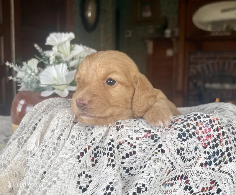 Chica, a female Miniature Dachshund for sale in Morton, IL – Photo 1 of 6