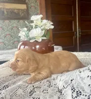 Chica, a female Miniature Dachshund for sale in Morton, IL – Photo 3 of 6