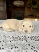 Winchester, a male Miniature Dachshund for sale in Morton, IL – 2 of 3