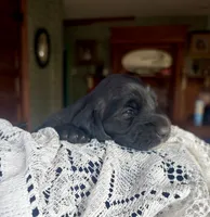 Fresca, a female Miniature Dachshund for sale in Morton, IL – 5 of 6