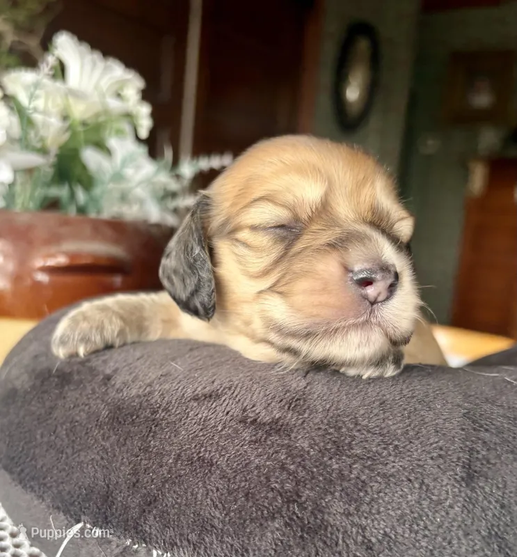 Lorelei  – Miniature Dachshund puppy for sale in Morton, IL