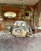 Laney, a female Miniature Dachshund for sale in Morton, IL – Photo 2 of 4