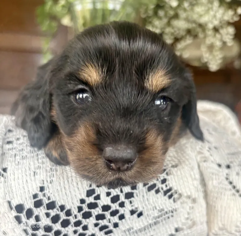 Laney – Miniature Dachshund puppy for sale in Morton, IL