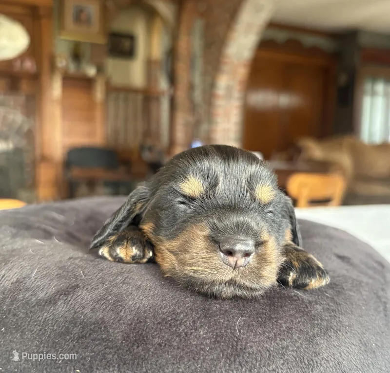 Laney, a female Miniature Dachshund for sale in Morton, IL – Photo 1 of 4