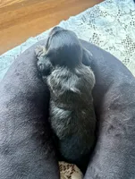 Laney, a female Miniature Dachshund for sale in Morton, IL – Photo 4 of 4