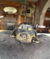 Laney, a female Miniature Dachshund for sale in Morton, IL – Photo 3 of 4