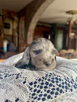 Franklin, a male Miniature Dachshund for sale in Morton, IL – 6 of 6