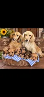 Tony, a male Miniature Dachshund for sale in Morton, IL – 2 of 3