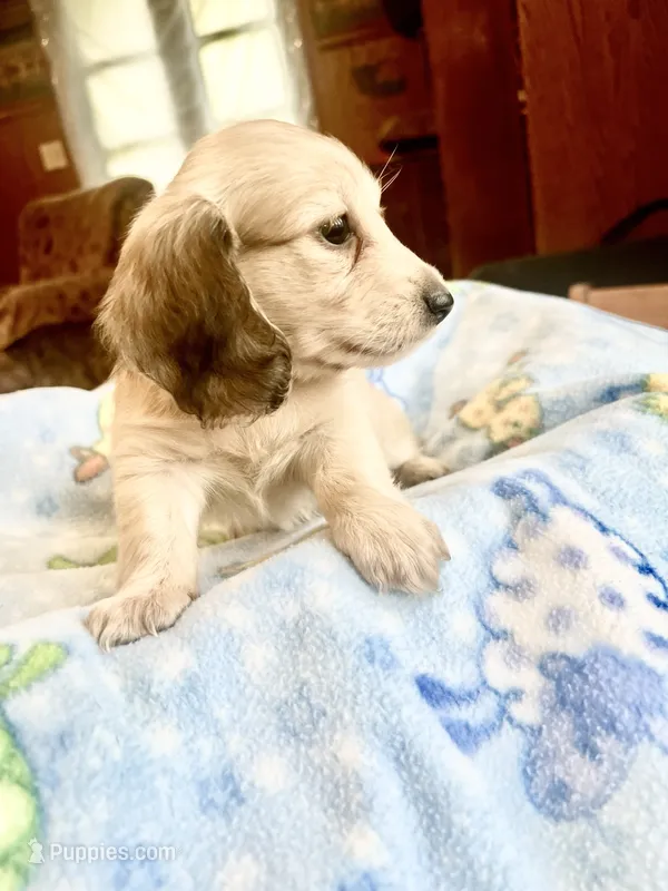 Humphrey – Miniature Dachshund puppy for sale in Morton, IL