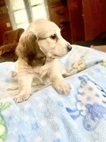 Humphrey, a male Miniature Dachshund for sale in Morton, IL – 1 of 3