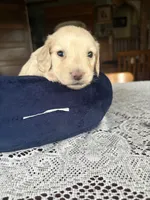 Winchester, a male Miniature Dachshund for sale in Morton, IL – 3 of 3