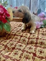 Ashley boy, a male Miniature Dachshund for sale in Morton, IL – 4 of 5