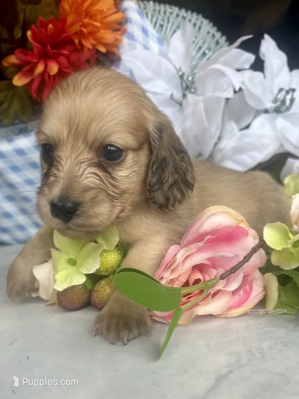 Tony – Miniature Dachshund puppy for sale in Morton, IL