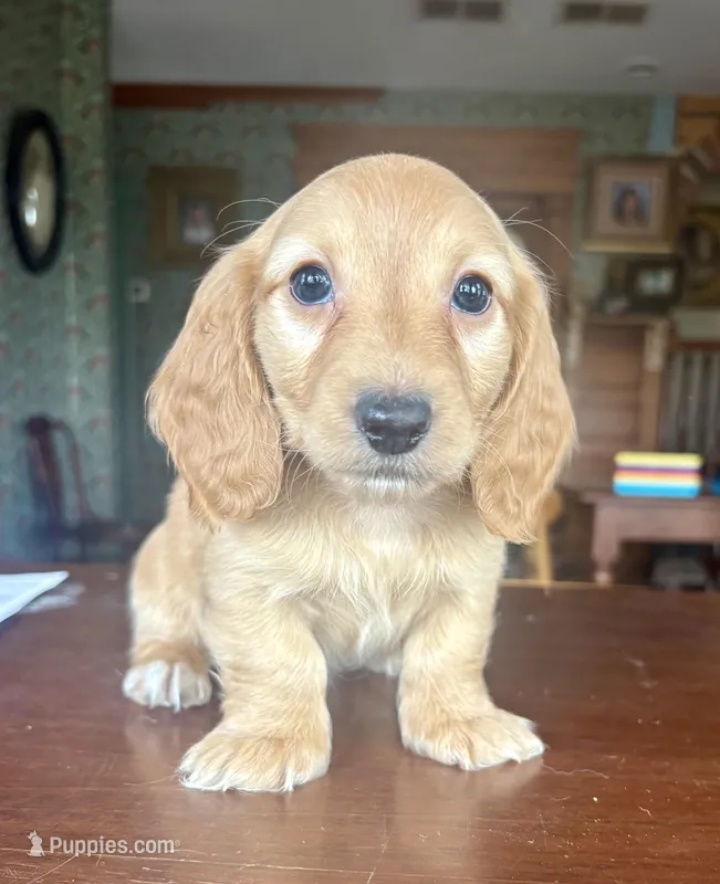 Justin, a male Miniature Dachshund for sale in Morton, IL – Photo 1 of 10