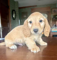 Justin, a male Miniature Dachshund for sale in Morton, IL – Photo 5 of 10