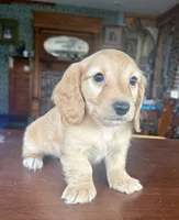 Justin, a male Miniature Dachshund for sale in Morton, IL – Photo 7 of 10