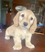 Justin, a male Miniature Dachshund for sale in Morton, IL – Photo 3 of 10