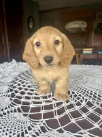 Justin, a male Miniature Dachshund for sale in Morton, IL – Photo 10 of 10