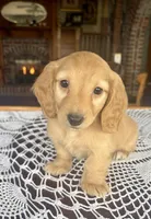 Justin, a male Miniature Dachshund for sale in Morton, IL – Photo 8 of 10