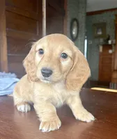 Justin, a male Miniature Dachshund for sale in Morton, IL – Photo 4 of 10