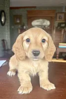 Justin, a male Miniature Dachshund for sale in Morton, IL – Photo 6 of 10