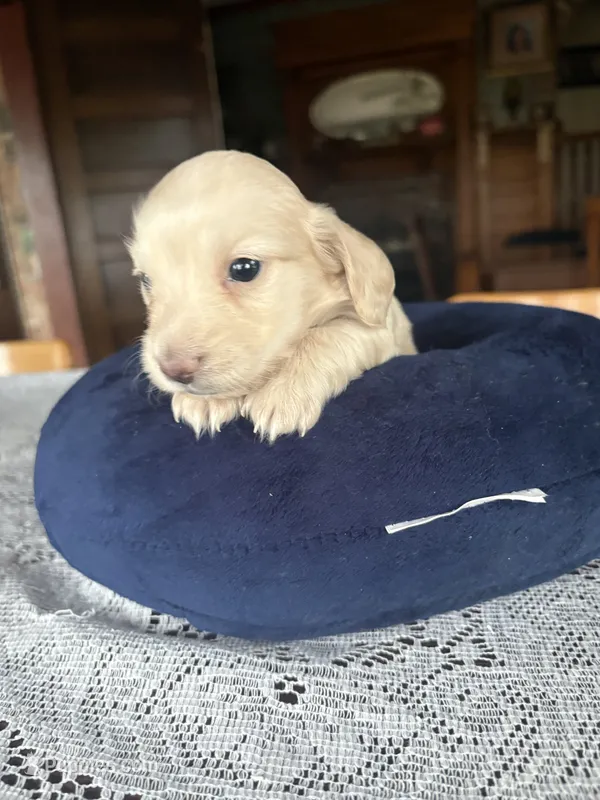 Waylon, a male Miniature Dachshund for sale in Morton, IL – 1 of 4