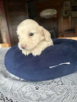Waylon, a male Miniature Dachshund for sale in Morton, IL – 1 of 4