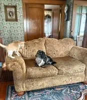 Wolfegang , a male Dachshund for sale in Morton, IL – 8 of 9