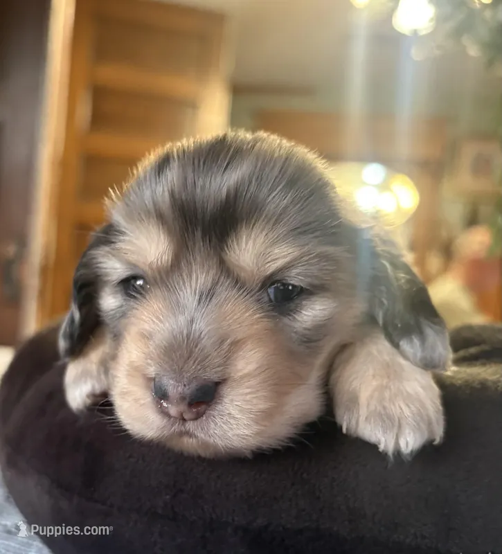 Leilani  – Miniature Dachshund puppy for sale in Morton, IL