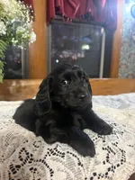 Buttercup, a female Miniature Dachshund for sale in Morton, IL – Photo 7 of 7