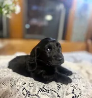 Buttercup, a female Miniature Dachshund for sale in Morton, IL – Photo 2 of 7