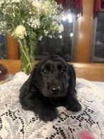 Buttercup, a female Miniature Dachshund for sale in Morton, IL – Photo 5 of 7