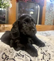 Buttercup, a female Miniature Dachshund for sale in Morton, IL – Photo 4 of 7