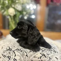 Buttercup, a female Miniature Dachshund for sale in Morton, IL – Photo 3 of 7